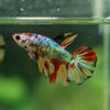 Multicolor/ Galaxy Koi Halfmoon- Female- 13 Weeks Old