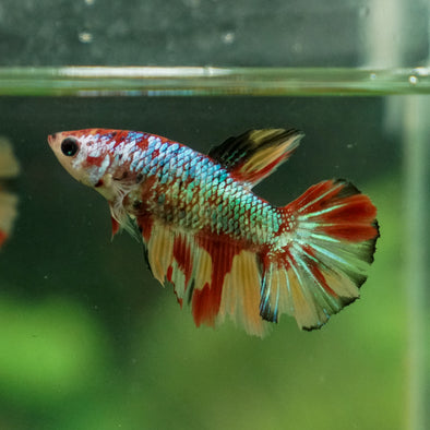 Multicolor/ Galaxy Koi Halfmoon- Female- 13 Weeks Old