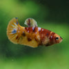 Multicolor/ Galaxy Koi Plakat- Female- 13 Weeks Old