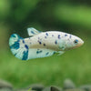 Blue/Green Dalmatian Plakat- Female