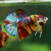Multicolor/Galaxy Koi Plakat -16 weeks Old