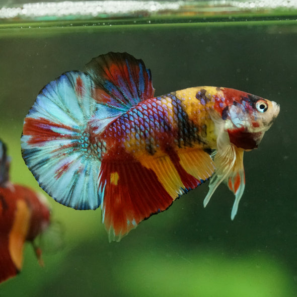 Multicolor/Galaxy Koi Plakat -16 weeks Old