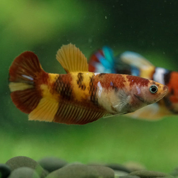 Multicolor/ Galaxy Koi Plakat- Female- 13 Weeks Old