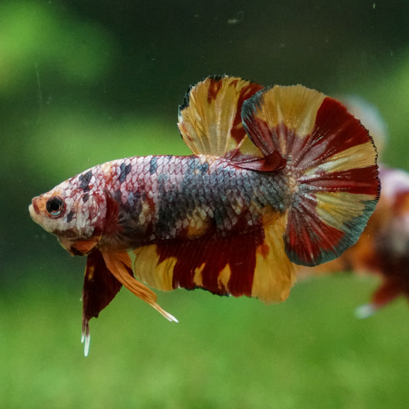 Multicolor/Galaxy Koi Plakat -13 weeks Old