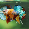 Multicolor/Galaxy Koi Plakat -16 weeks Old