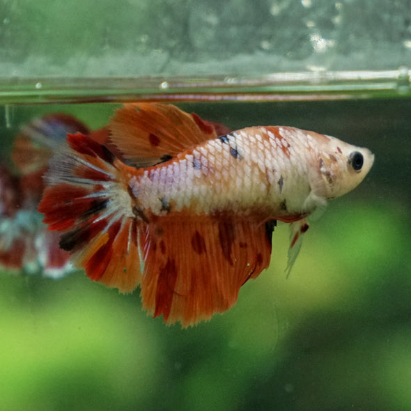 Multicolor/ Galaxy Koi Halfmoon- Female- 13 Weeks Old