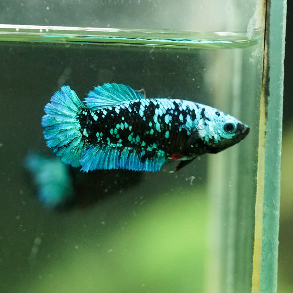 Black Galaxy Koi Plakat (Avatar) - Female- 13 Weeks Old