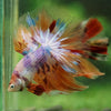 Galaxy/Candy Koi Halfmoon - 14 weeks old