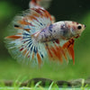 Galaxy/Candy Koi Halfmoon - 14 weeks old