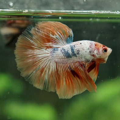 Galaxy/Candy Koi Halfmoon - 14 weeks old