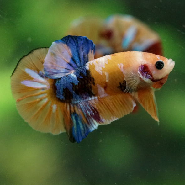 Multicolor/Galaxy Koi Plakat -16 weeks Old