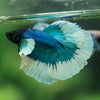Dumbo Halfmoon - 11 weeks old