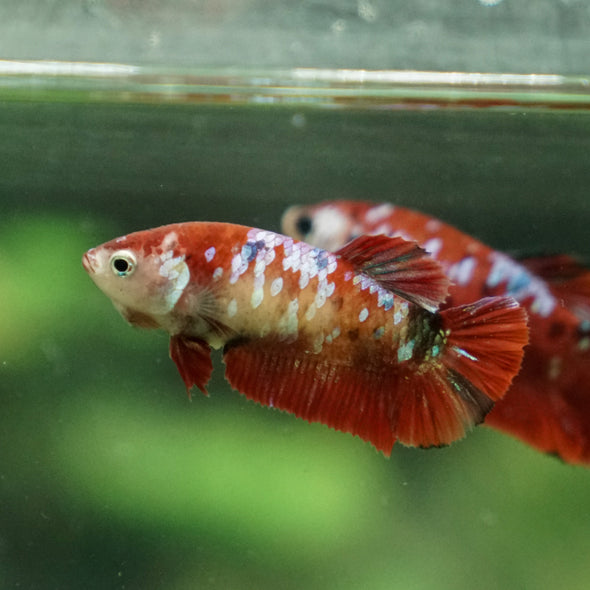 Multicolor/ Galaxy Koi Plakat- Female- 13 Weeks Old