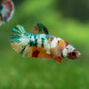 Multicolor/ Galaxy Koi Plakat- Female- 13 Weeks Old