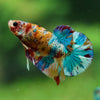 Multicolor/Galaxy Koi Plakat -15 weeks Old