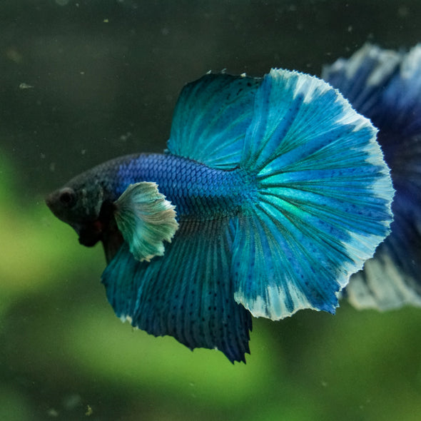 Dumbo Halfmoon - 12 weeks old