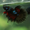 Black Base Galaxy/Candy Koi Halfmoon - 14 weeks old