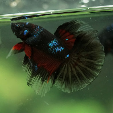 Black Base Galaxy/Candy Koi Halfmoon - 14 weeks old