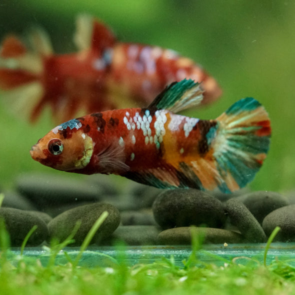 Multicolor/ Galaxy Koi Plakat- Female- 13 Weeks Old