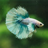 Dumbo Halfmoon - 10 weeks old