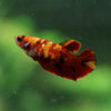 Multicolor/ Galaxy Koi Plakat- Female- 13 Weeks Old