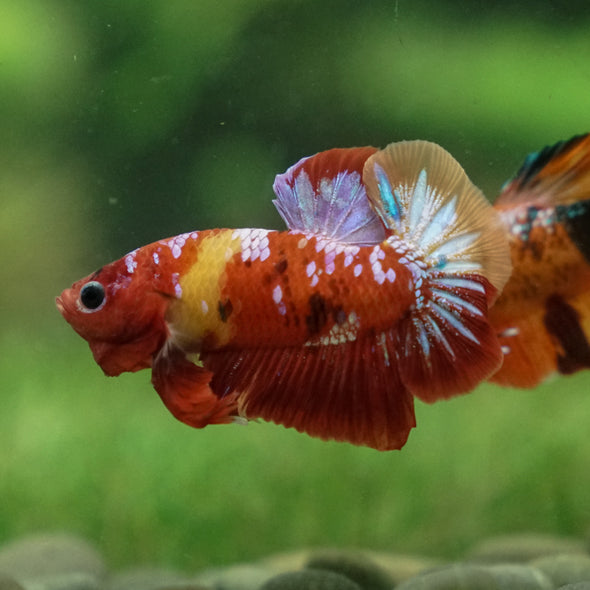 Multicolor/Galaxy Koi Plakat -13 weeks Old