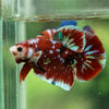 Multicolor/Galaxy Koi Plakat -16 weeks Old