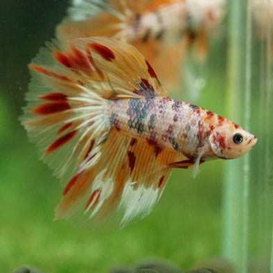 Galaxy/Candy Koi Halfmoon - 14 weeks old