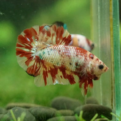 Multicolor/Galaxy Koi Plakat -16 weeks Old