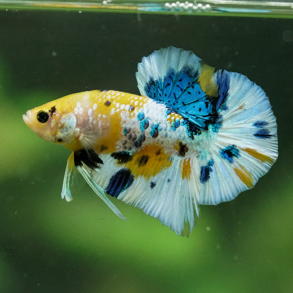Multicolor/Galaxy Koi Plakat -16 weeks Old