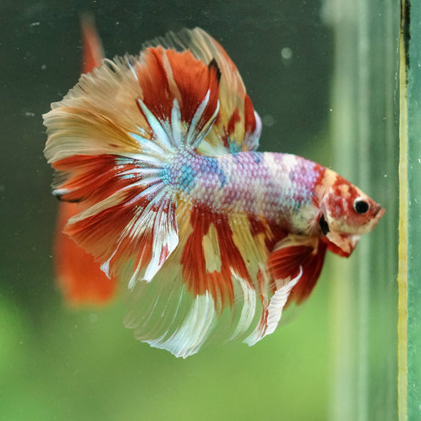 Galaxy/Candy Koi Halfmoon - 14 weeks old