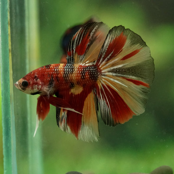 Galaxy/Candy Koi Halfmoon - 11 weeks old