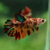 Multicolor/ Galaxy Koi Halfmoon- Female- 13 Weeks Old
