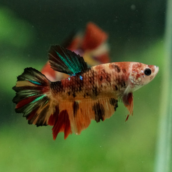Multicolor/ Galaxy Koi Halfmoon- Female- 13 Weeks Old