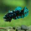 Black Galaxy Koi Plakat (Avatar) - Female- 13 Weeks Old