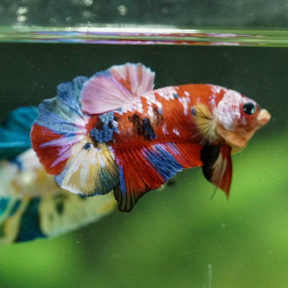 Multicolor/Galaxy Koi Plakat -14 weeks Old