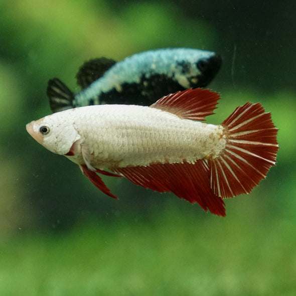 Dragon Halfmoon - Female
