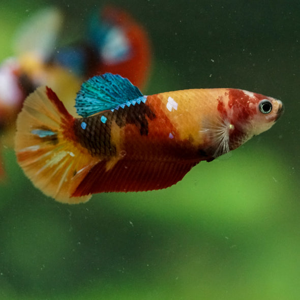 Multicolor/ Galaxy Koi Plakat- Female- 13 Weeks Old