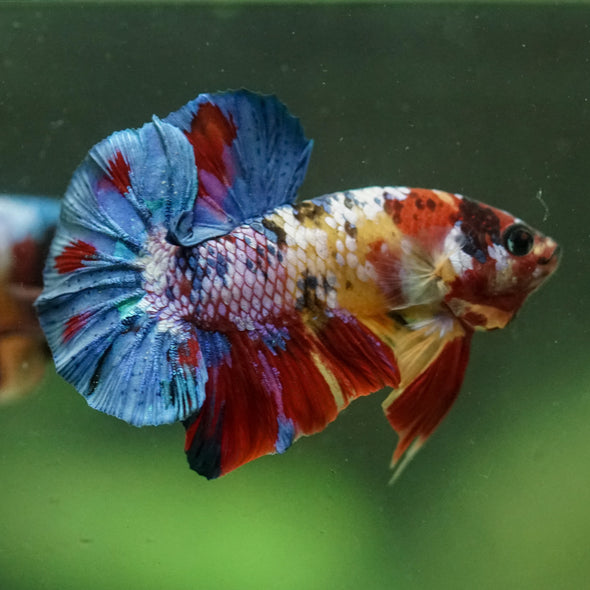 Multicolor/Galaxy Koi Plakat -16 weeks Old