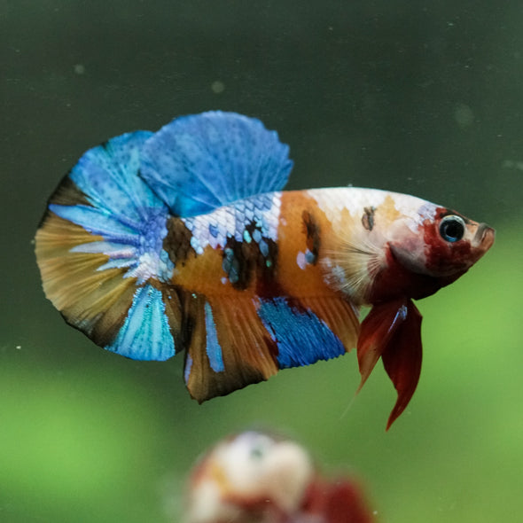 Multicolor/Galaxy Koi Plakat -16 weeks Old