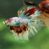 Galaxy/Candy Koi Halfmoon - 14 weeks old