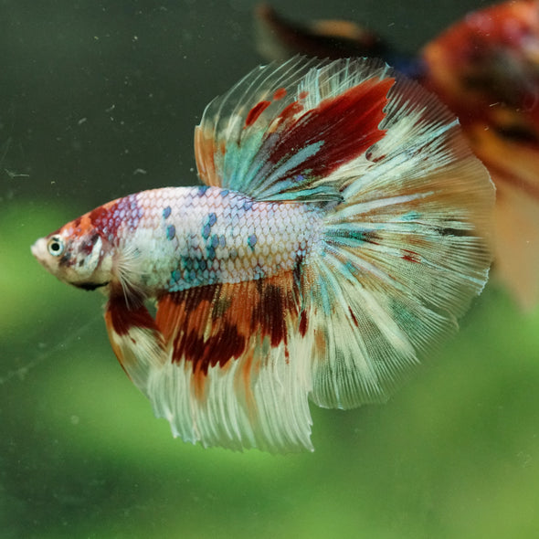 Galaxy/Candy Koi Halfmoon - 14 weeks old