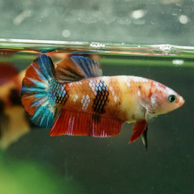 Multicolor/ Galaxy Koi Plakat- Female- 13 Weeks Old