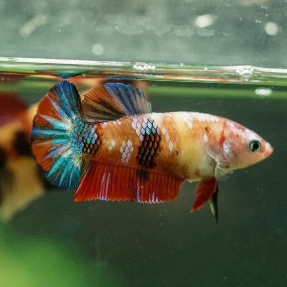 Multicolor/ Galaxy Koi Plakat- Female- 13 Weeks Old