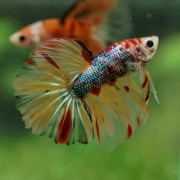 Candy/Galaxy Koi Halfmoon - 15 weeks old