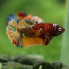 Multicolor/ Galaxy Koi Plakat- Female- 13 Weeks Old