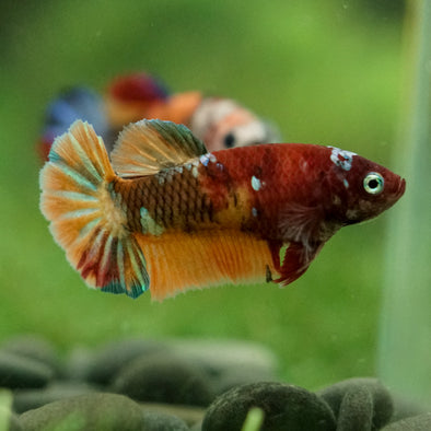 Multicolor/ Galaxy Koi Plakat- Female- 13 Weeks Old