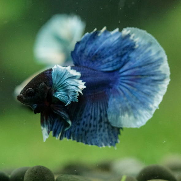 Dumbo Halfmoon - 12 weeks old