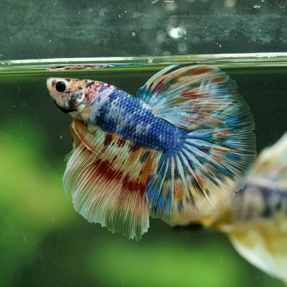 Galaxy/Candy Koi Halfmoon - 11 weeks old