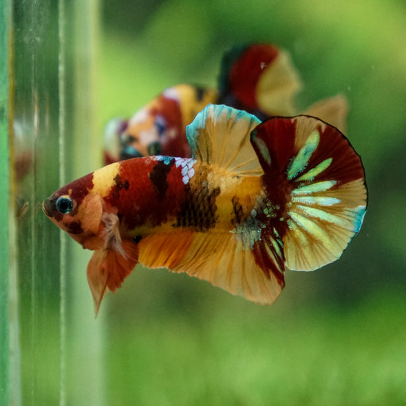 Multicolor/Galaxy Koi Plakat -13 weeks Old